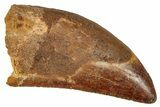 Serrated, Carcharodontosaurus Tooth - Real Dinosaur Tooth #341295-1